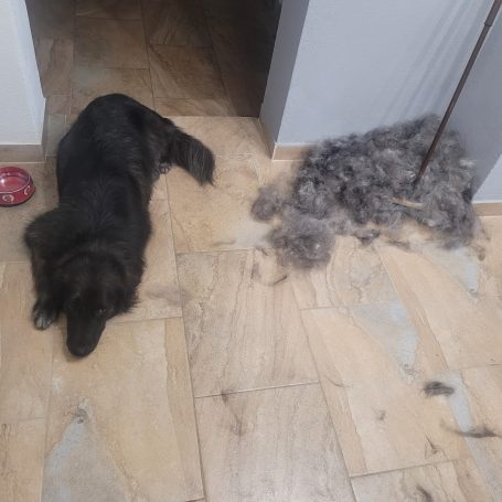 Clyde hat viel Unterwolle da gelassen